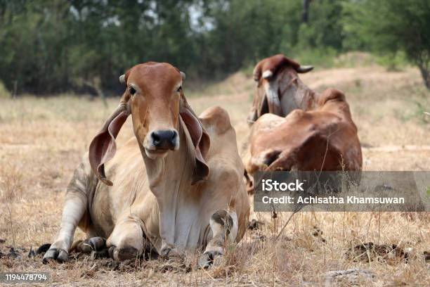 Two Cows Laying Down In The Grassland Stock Photo - Download Image Now - Agricultural Field, Agriculture, Animal