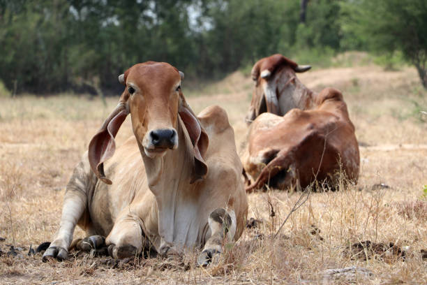 two cows laying down in the grassland. - chew the cud imagens e fotografias de stock