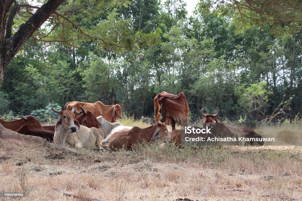 Herds of cows laying down in the grassland under the shade. Herds of cows laying down in the grassland under the shade of the tree. Agricultural Field Stock Photo
