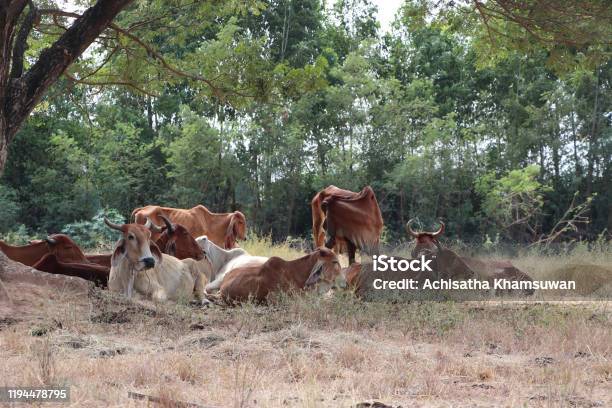 Herds Of Cows Laying Down In The Grassland Under The Shade Stock Photo - Download Image Now