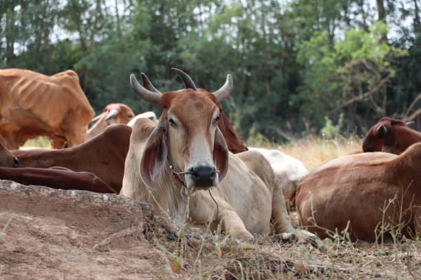 herds of cows laying down in the grassland under the shade - chew the cud imagens e fotografias de stock