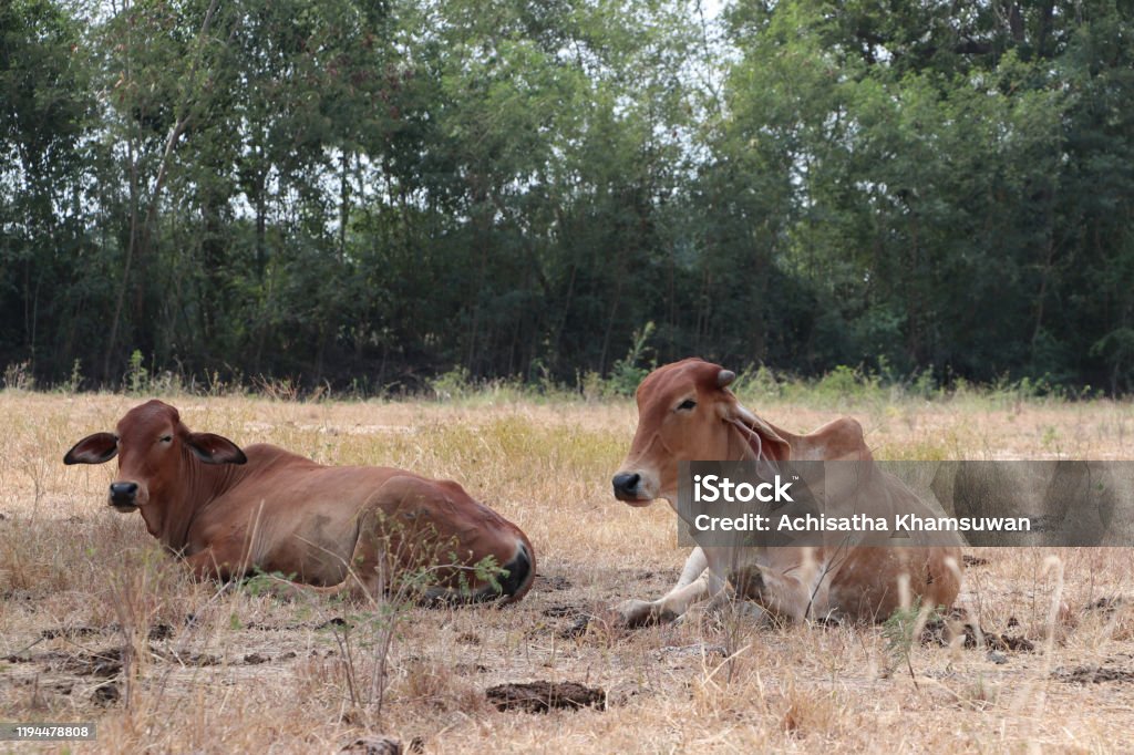 Two cows laying down in the brown grassland. Agricultural Field Stock Photo