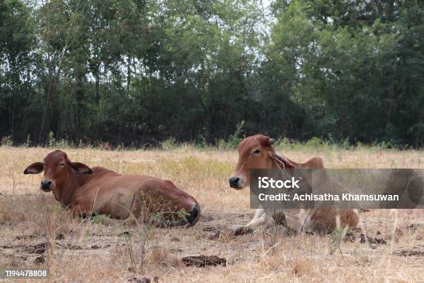 Two Cows Laying Down In The Brown Grassland Stock Photo - Download Image Now - Agricultural Field, Agriculture, Animal