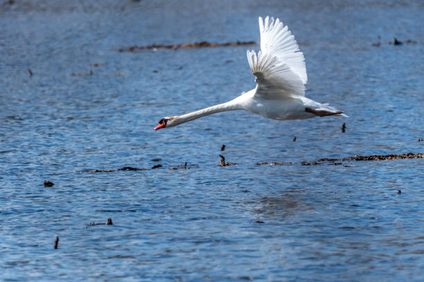 istock Mute Swan (Cygnus olor) flying low over the water. 1194480596