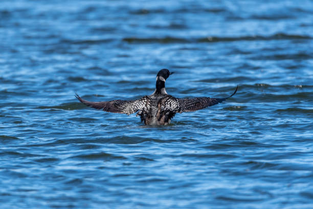 istock Breeding adult Common Loon (Gavia immer) 1194480825
