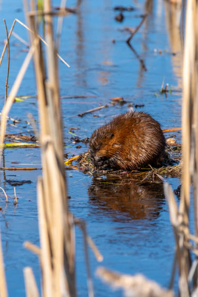 istock Muskrat (Ondatra zibethicus) feeding in a marsh. 1194481036