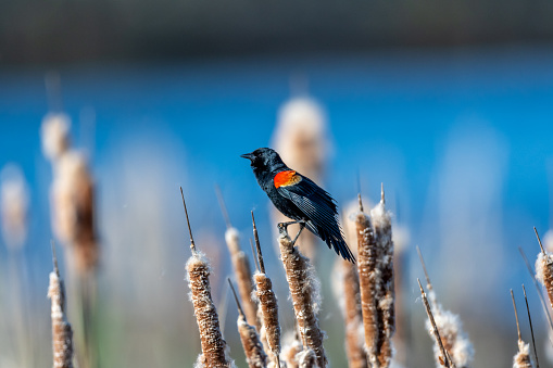 Male red-winged blackbird (Agelaius phoeniceus) perched on a cattail,