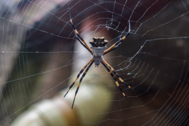 istock GARDEN ALAT OR TIGER ALA(SILVER ARGIOPE) AND AND 1194481832