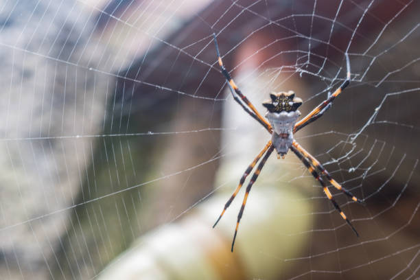 istock GARDEN ALAT OR TIGER ALA(SILVER ARGIOPE) AND AND 1194481841