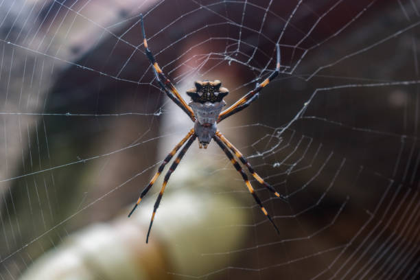 istock GARDEN ALAT OR TIGER ALA(SILVER ARGIOPE) AND AND 1194481854