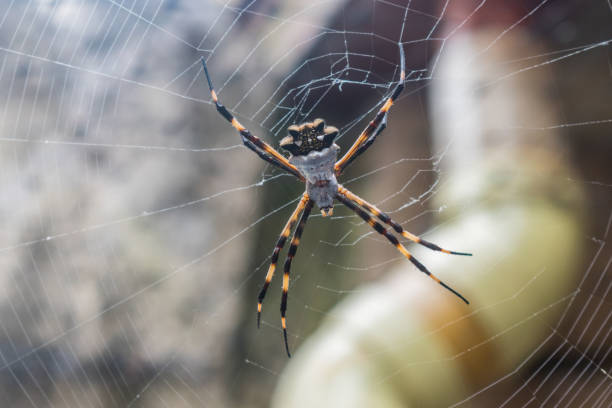 istock GARDEN ALAT OR TIGER ALA(SILVER ARGIOPE) AND AND 1194481865