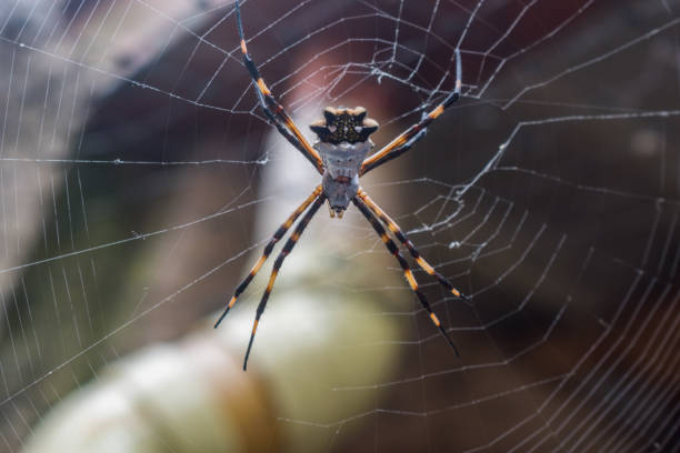 istock GARDEN ALAT OR TIGER ALA(SILVER ARGIOPE) AND AND 1194481928