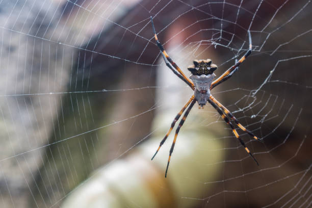 istock GARDEN ALAT OR TIGER ALA(SILVER ARGIOPE) AND AND 1194481951