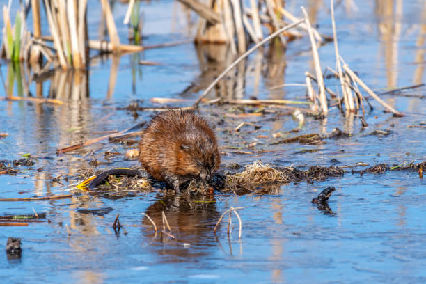 istock Muskrat (Ondatra zibethicus) feeding in a marsh. 1194483043