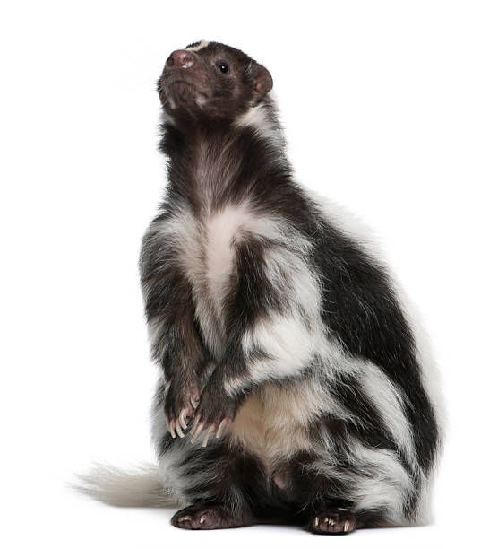 front view of striped skunk, 5 years old, sitting. - skunk 個照片及圖片檔