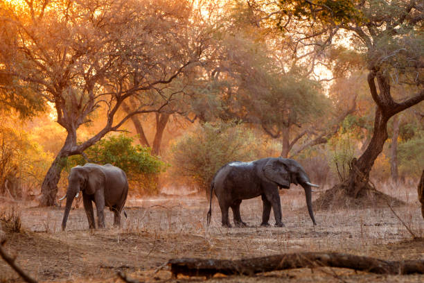 istock elephant bull in Mana Pools 1194483180