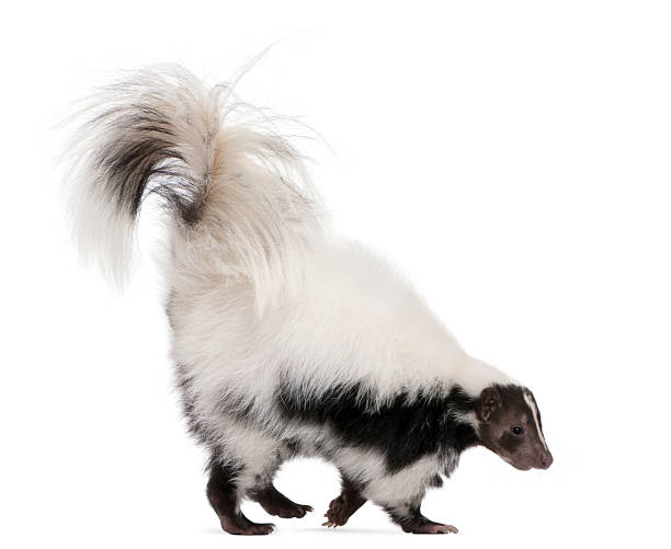 istock Profile of Striped Skunk, 5 years old, walking. 119448319