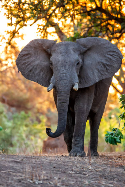 istock elephant bull in Mana Pools 1194483278
