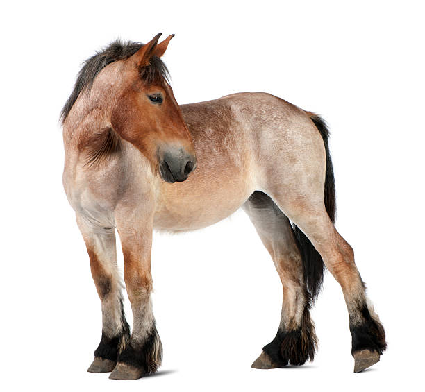 profil de lourdes poulain cheval belge, brabancon, debout. - belgian horse photos et images de collection