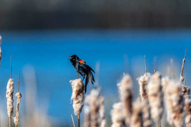 istock Male red-winged blackbird (Agelaius phoeniceus) singing 1194483331