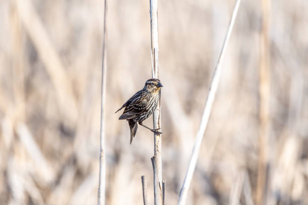 istock Female red-winged blackbird (Agelaius phoeniceus) perched on cattails. 1194483506