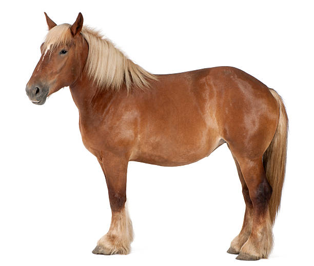 perfil de altas caballo belga, brabancon, de pie. - belgian horse fotografías e imágenes de stock