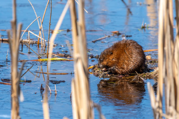 istock Muskrat (Ondatra zibethicus) feeding in a marsh. 1194483731