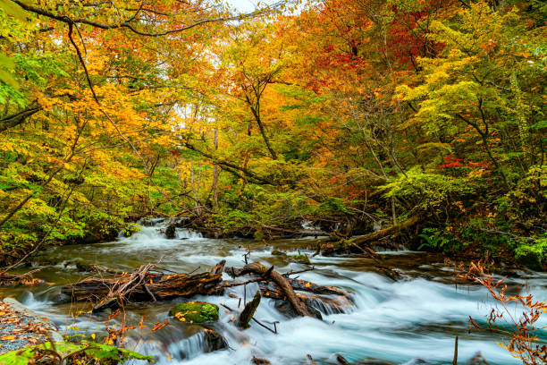 istock View of Oirase River flow through the forest 1194483873