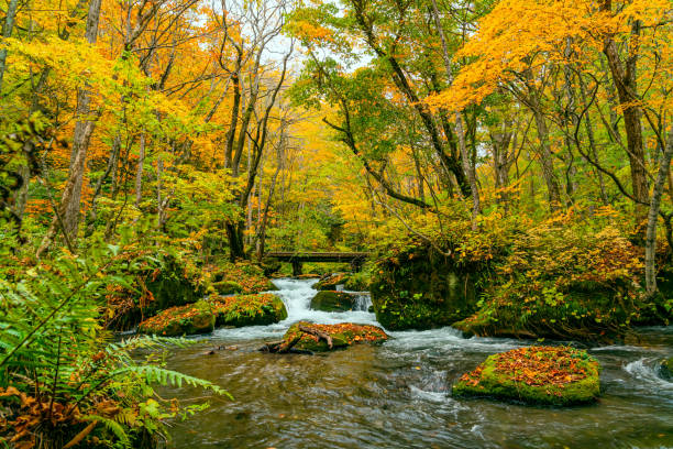 가을의 화려한 단풍의 숲에 오이라세 강이 흐르고 있습니다. - 아오모리 현 뉴스 사진 이미지