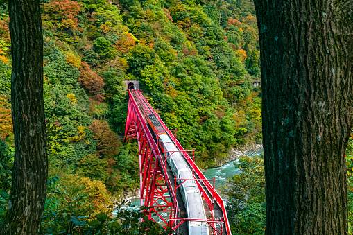 Tourist train run to the tunnel on a red bridge over the Kurobe River at the colorful foliage of autumn season on the mountain at Kurobe Gorge in Toyama Prefecture, Japan.