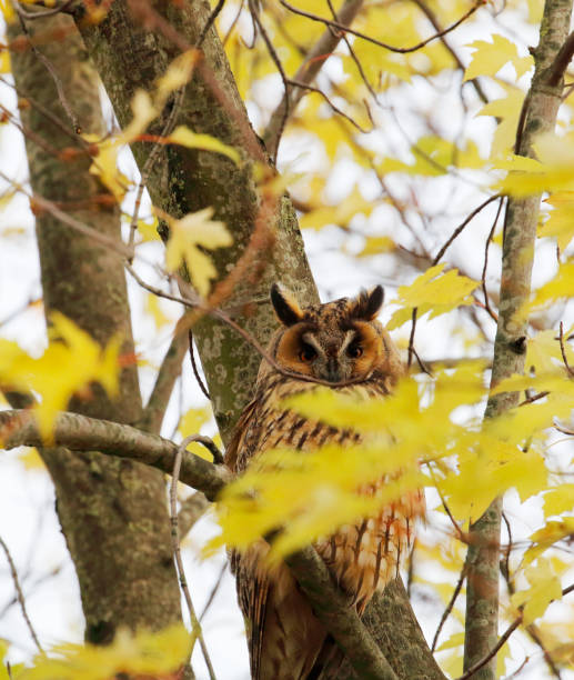 istock Long-Eared Owl (Asio otus) in Autumn 1194484597
