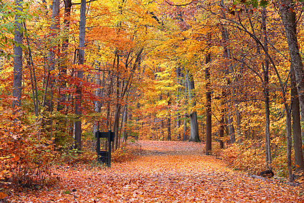 Autumn