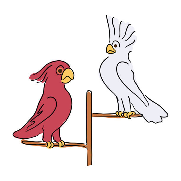 ilustrações, clipart, desenhos animados e ícones de dois papagaios bonitos da cacatua que sentam-se na filial da vara - vibrant color birds wild animals animals and pets