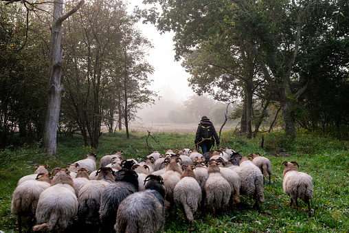 Female Shepherd and flock of sheep at a foggy sunrise in the woods