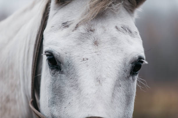 istock a white horse on a autumn field 1194486079