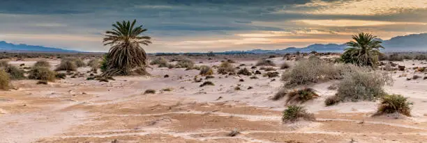 Photo of Sandy desert and savanna at sunset, Middle East