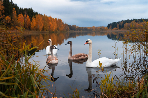 Autumn forest and lake. Two adult swans with little swans. Idylls. The beauty of the wild. Royal birds.