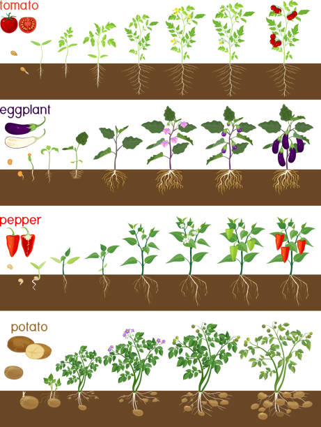 ilustraciones, imágenes clip art, dibujos animados e iconos de stock de conjunto de ciclos de vida de plantas de sombrilla (pepper, tomate, patata y berenjena). etapas de crecimiento de plantas vegetales a partir de semillas y brotes hasta cosechas aisladas sobre fondo blanco - raw potato isolated vegetable white background