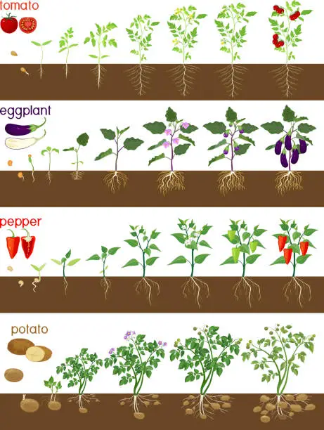 Vector illustration of Set of life cycles of nightshade plants (pepper, tomato, potato and eggplant). Stages of vegetable plant growth from seed and sprout to harvest isolated on white background
