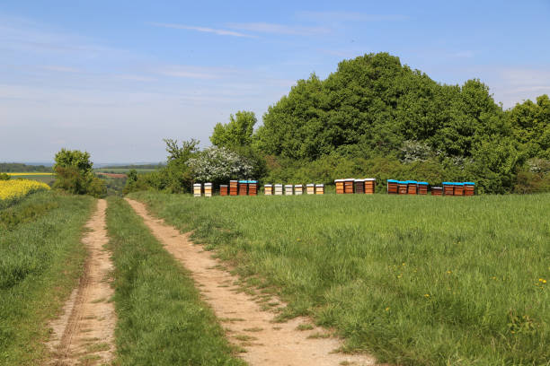 Bee-eared apiary near the road