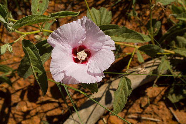 Australia Botany  adenium obesum stock pictures, royalty-free photos & images