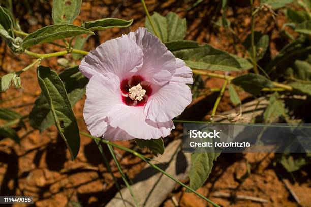 Australia Botany Stock Photo - Download Image Now - Adenium Obesum, Australia, Flower
