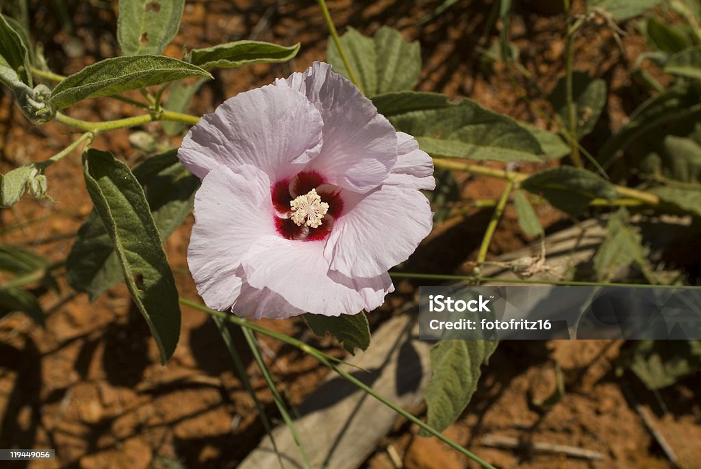 Australia Botanika - Zbiór zdjęć royalty-free (Adenium arabskie)