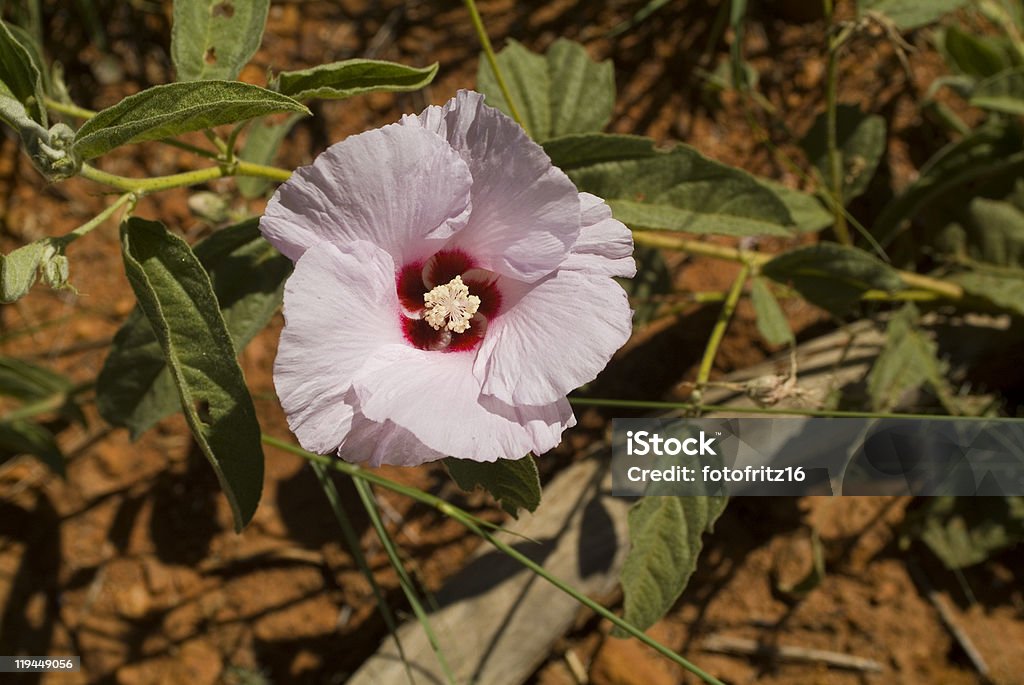 Botany Austrália - Foto de stock de Adenium Obesum royalty-free