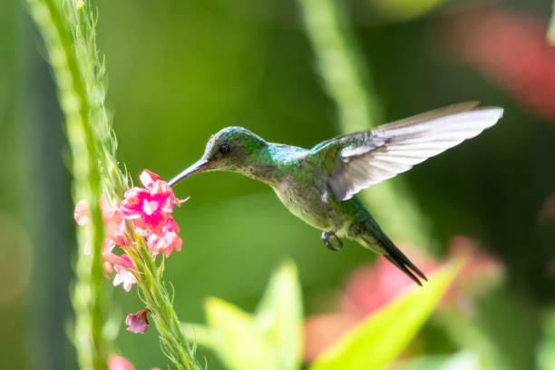 A female Blue-chinned Sapphire hummingbird feeding on flowers A female Blue-chinned Sapphire feeding on a pink Vervain flower in the morning light with lush foliage around. blue chinned sapphire hummingbird stock pictures, royalty-free photos & images