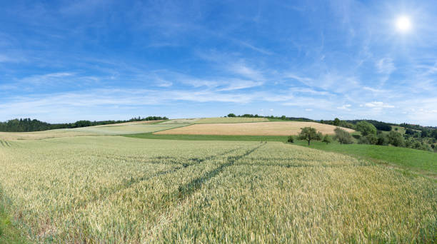 istock Rural landscape with fields and meadows in the sunny summer 1194491191