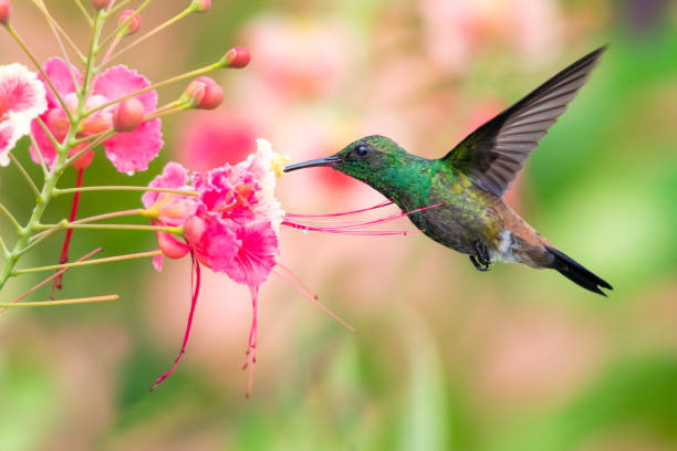 A juvenile Copper-rumped hummingbird feeding on flowers. A juvenile Copper-rumped hummingbird feeding on the beautiful Pride of Barbados flowers in a tropical garden. pride of barbados flower stock pictures, royalty-free photos & images