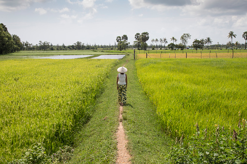 50 years old woman, wearing a conical asian hat, green and yellow yoga trousers and a white blouse, walking across green rice paddy fields. In the background, some tall palm trees and tropical trees.