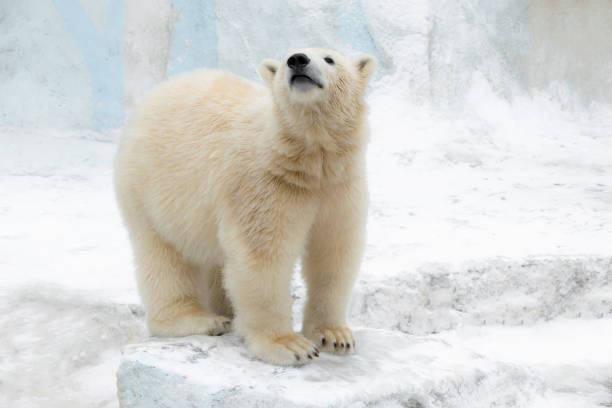 istock Funny white bear. Polar bear  in a funny pose. 1194493254
