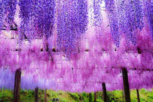 istock Wisteria curtain_1 1194494219